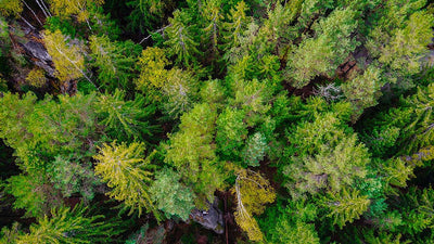 Is Toilet Paper Made from Trees? (Yes, of Course, It Is)